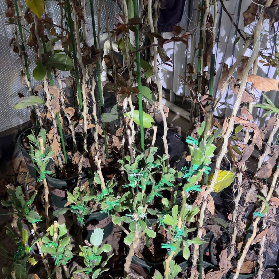 1****7寄养叶仙嫁接三层3️⃣色带花架