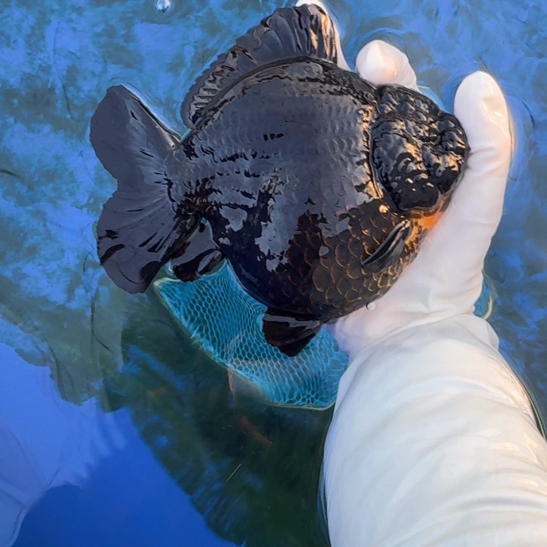 金鱼将军短尾黑短尾