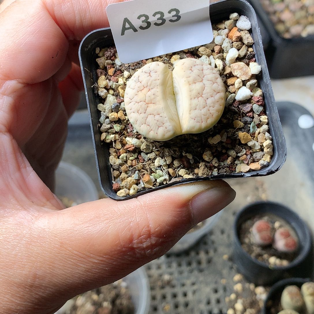 A333多肉植物保护研究所