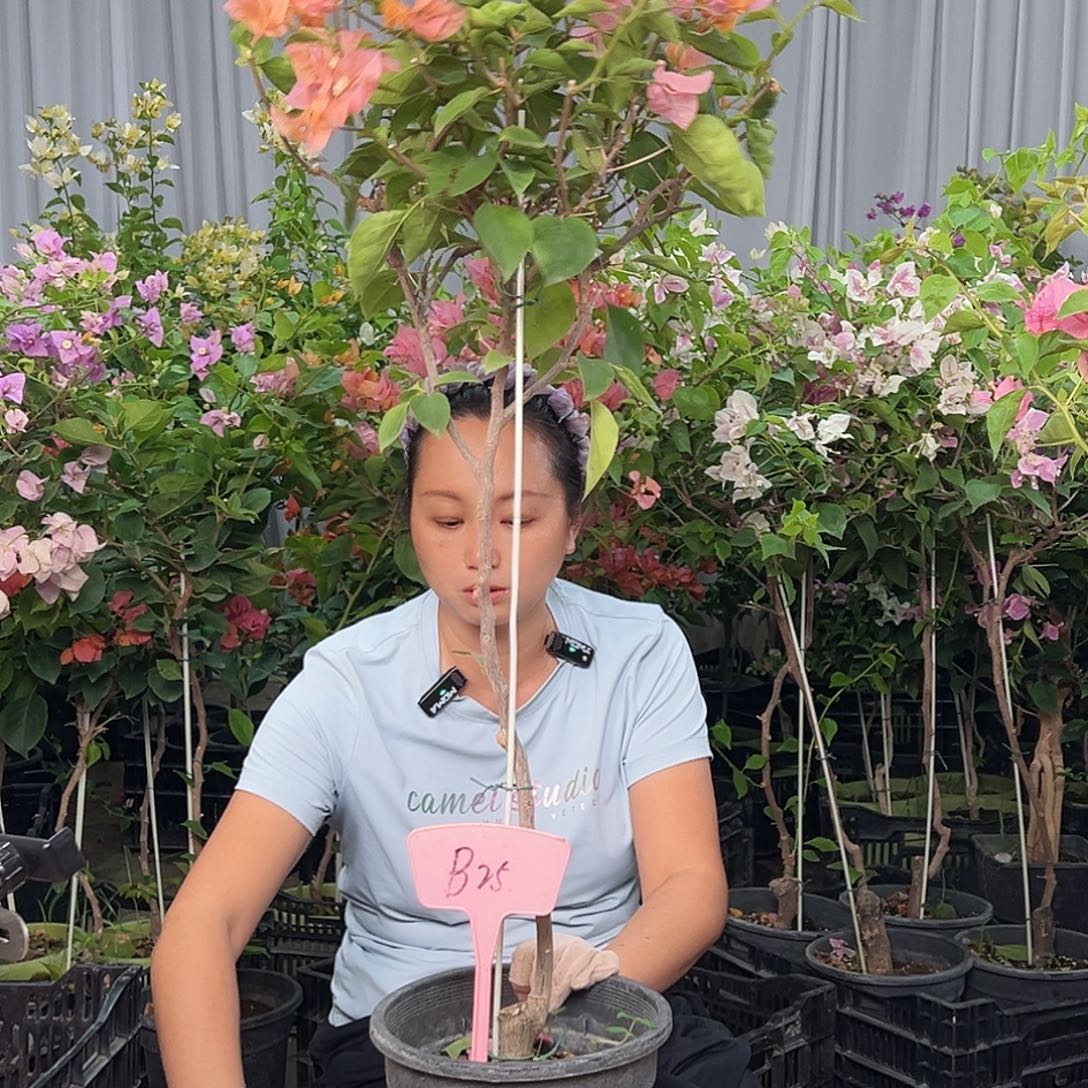 幸***人大部分花苞少量开放B25波妹