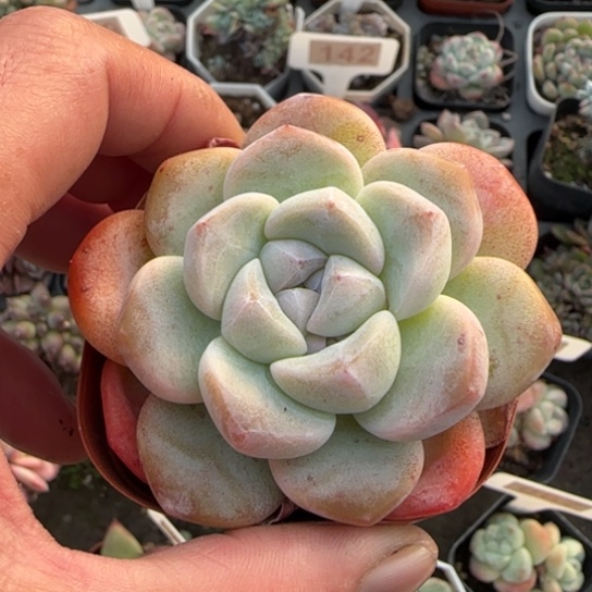 83冰玉多肉植物多
