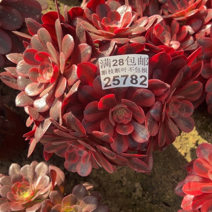 25782美杜莎多肉植物