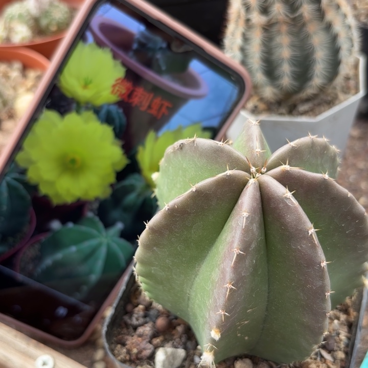 完全开放实生微刺虾皮实好养