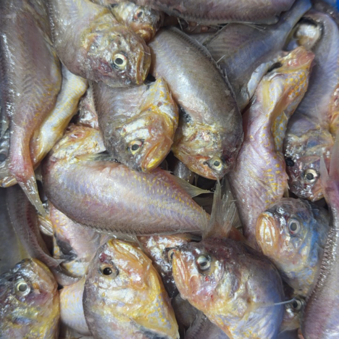 大连本地野生大头宝残鱼4斤包邮（破肚子）