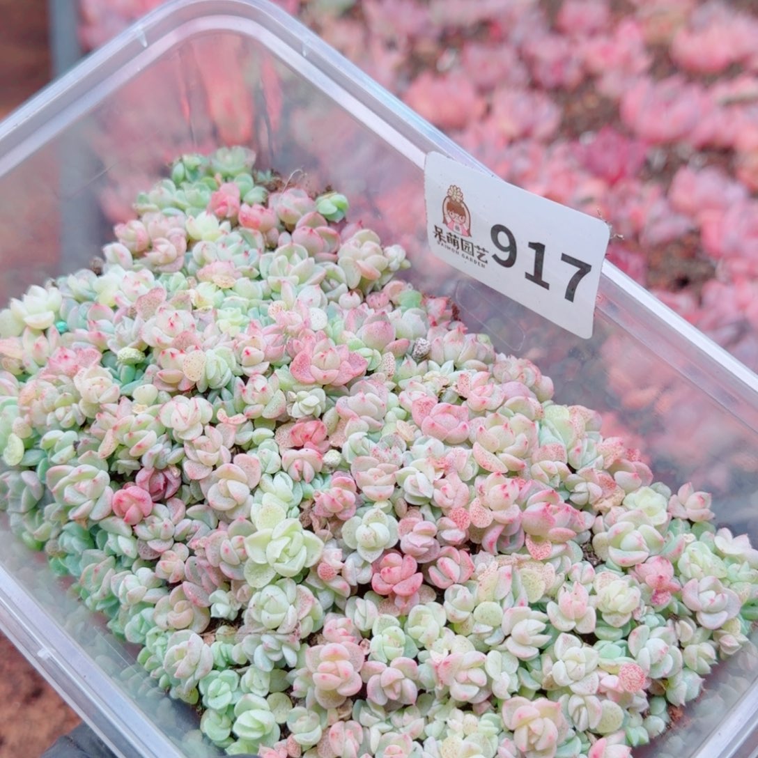 一***球多肉植物多肉植物
