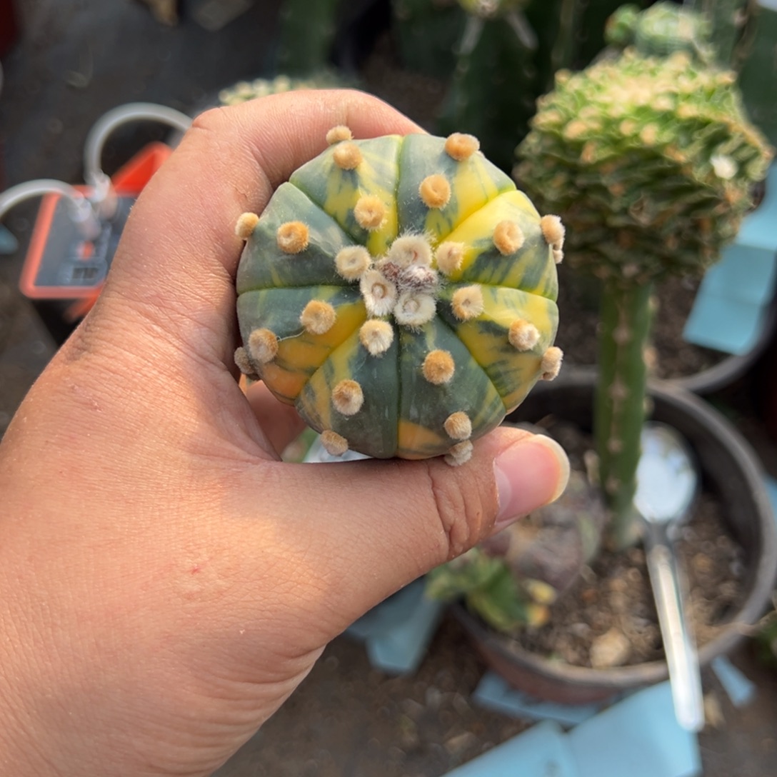 苗接散斑兜锦仙人球527