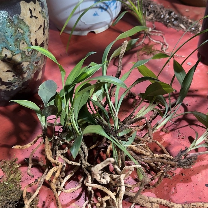 无花朵暂时未开花