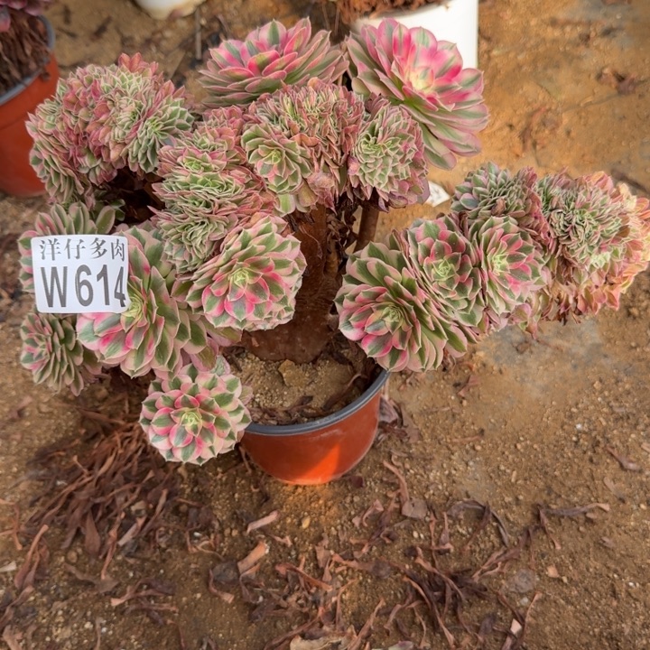 倾城缀化614官服30左右2