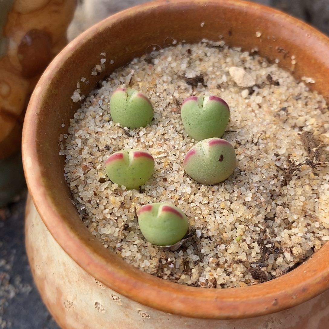 2637将杂琥珀一颗。    