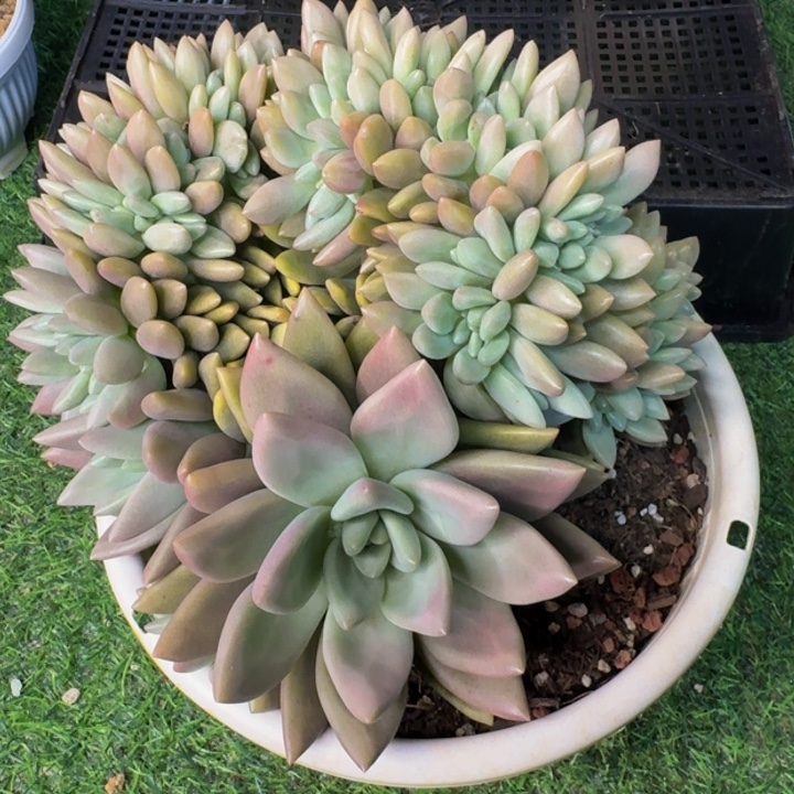 2581多肉植物一物一拍