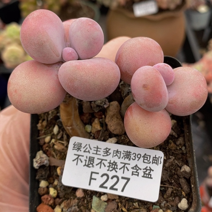 腰子桃蛋6cm227多肉植物