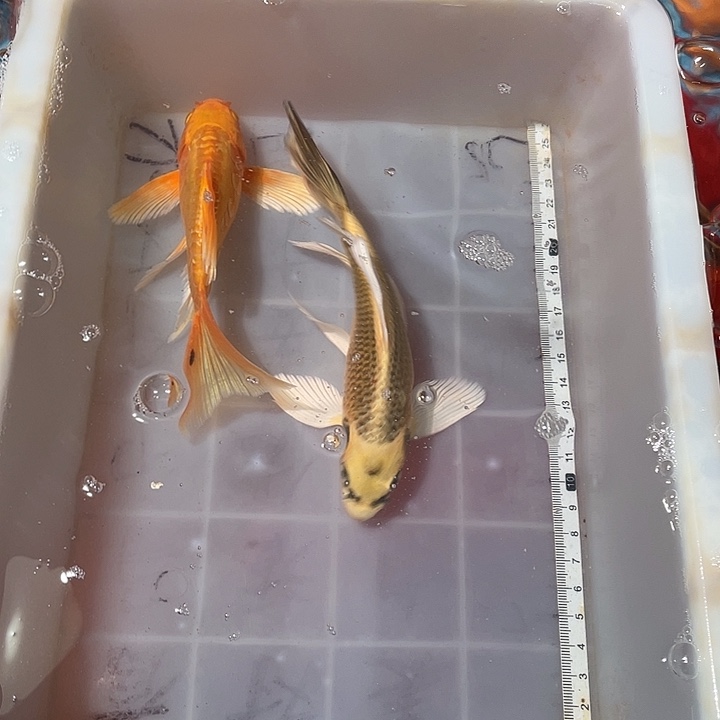 X***光蝴蝶鲤鱼渔场直发93