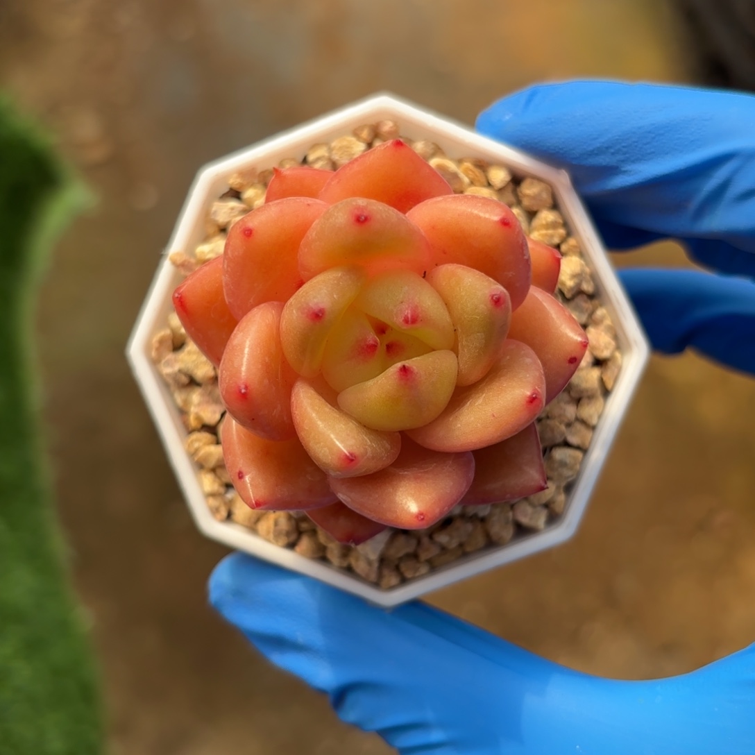 香槟杂交一物一拍