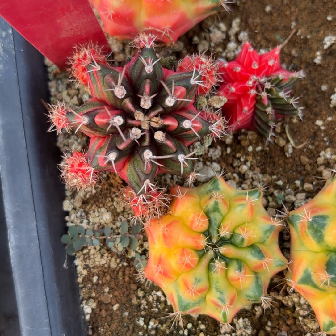 ****夏152-1127泰国发货多肉