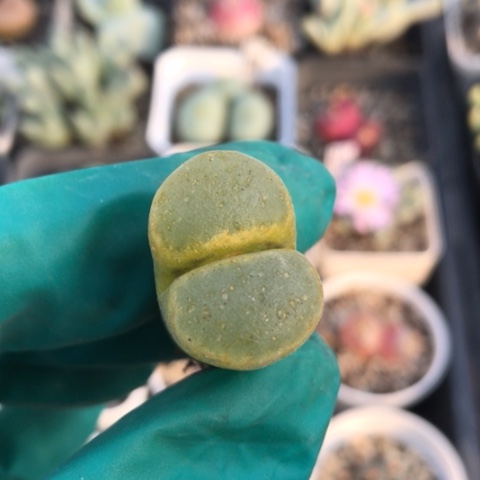 多肉肉锥 荧光圈风铃