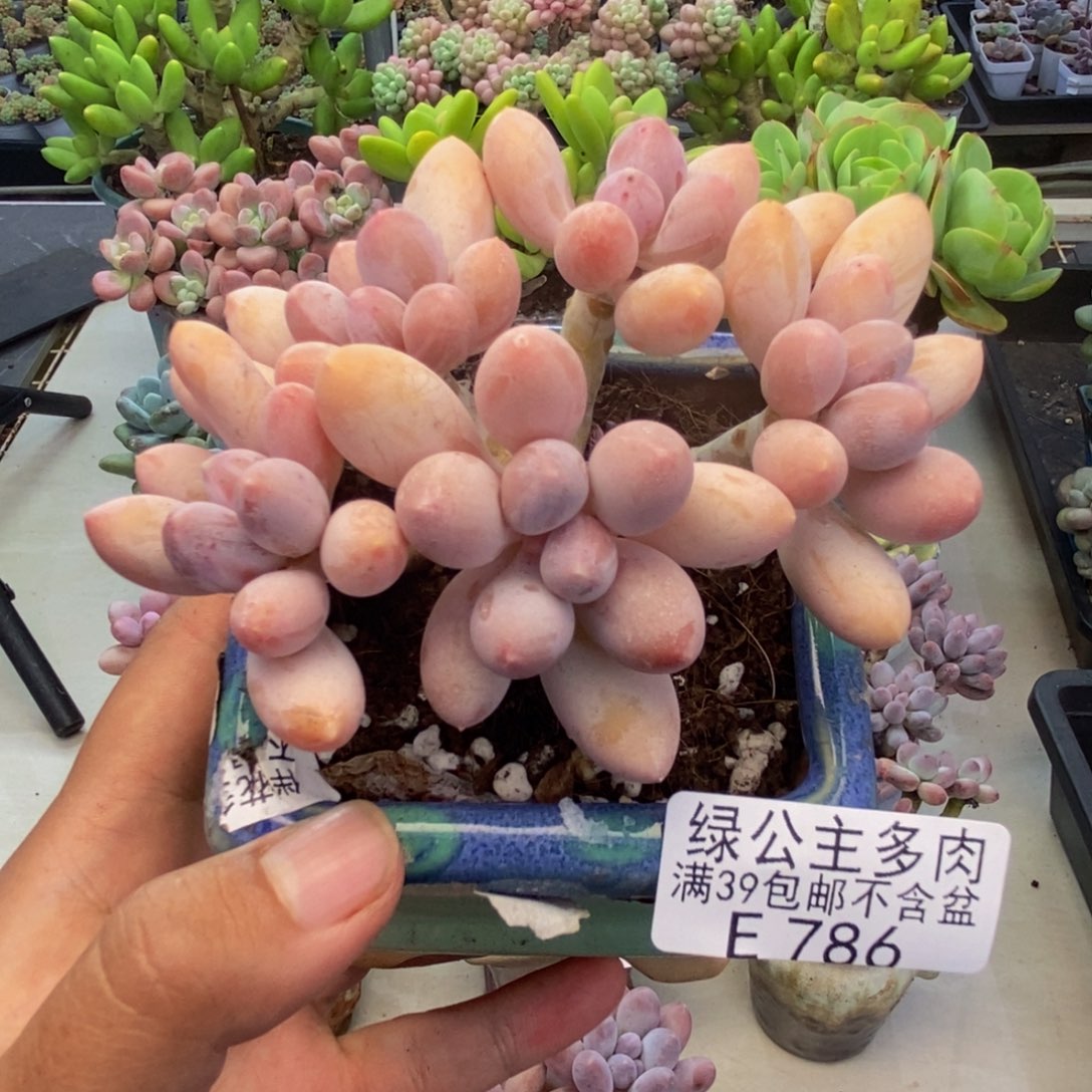 786香水手指奶多肉8cm