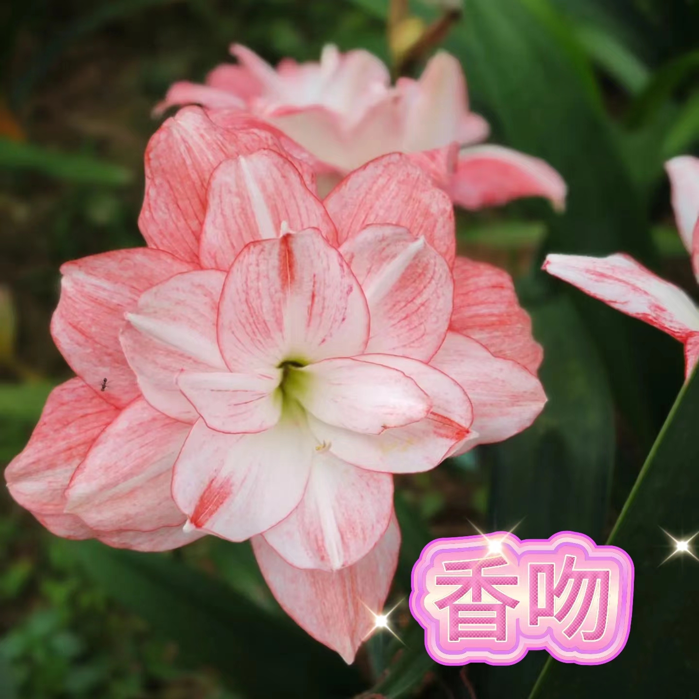 【香吻】朱顶红澳朱重瓣基地自然种球浓香室内盆栽四季开花植物