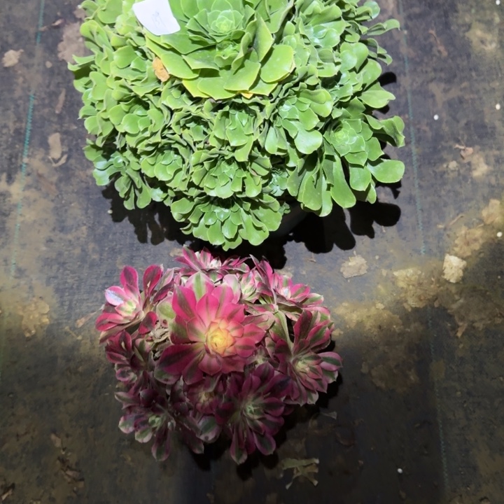 一单包邮不包断枝139