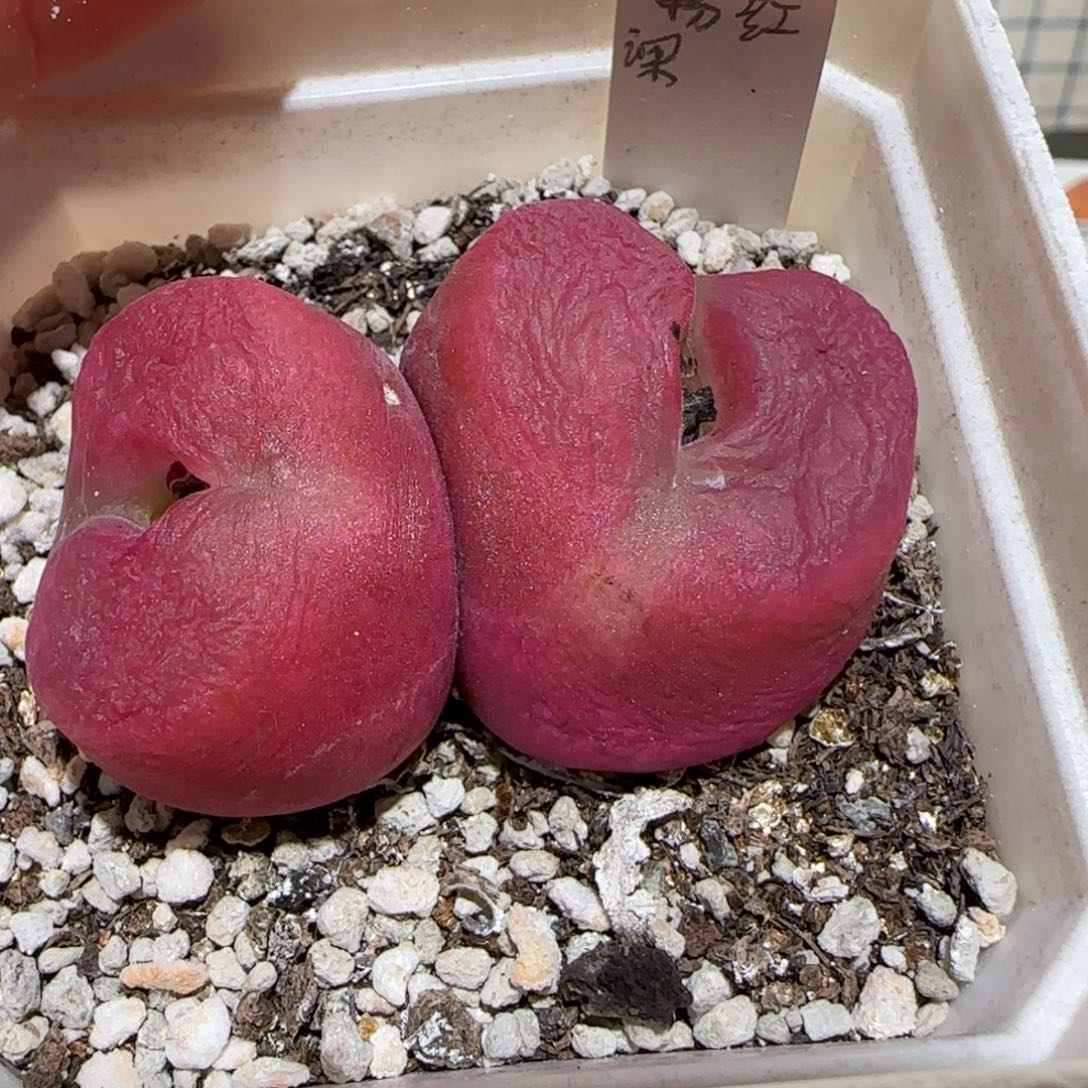 肉锥多肉植物百科-优选水蜜桃老奶奶1375