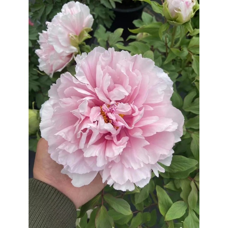 【原盆原土-擎天粉】洛阳重瓣观赏牡丹花大花绿植花卉盆栽好养