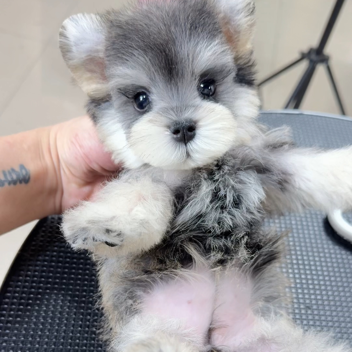 【小苹果】宠物活体幼体保障链接小狗