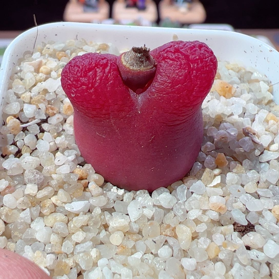 ʚ****ɞ216-159多肉多肉