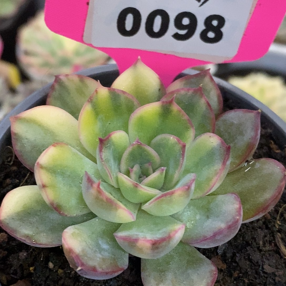 098猎户座拉丝哈哈哈哈