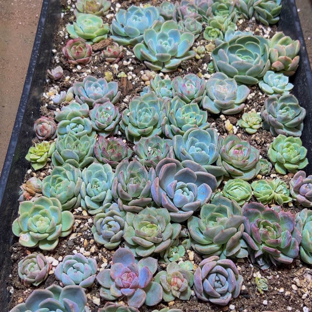 081多肉葡萄的价格是什么样