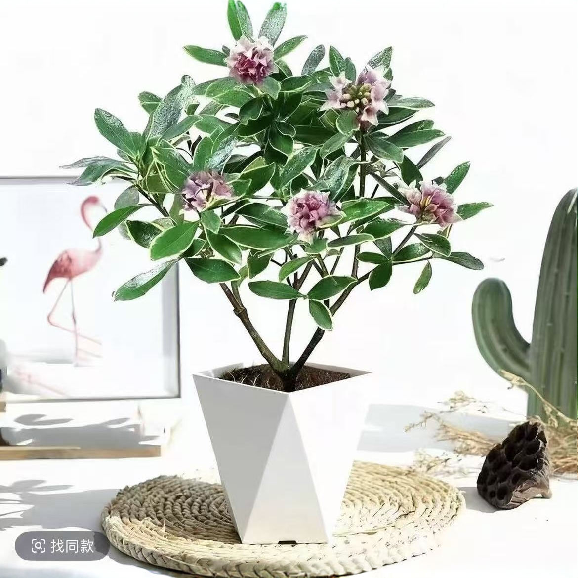 金边瑞香浓香型带花苞盆栽耐寒室内外开花观花植物