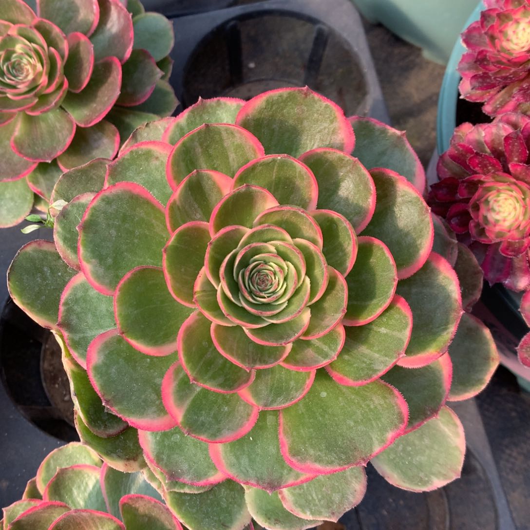 粉花妖鼻屎苗6.8朵朵