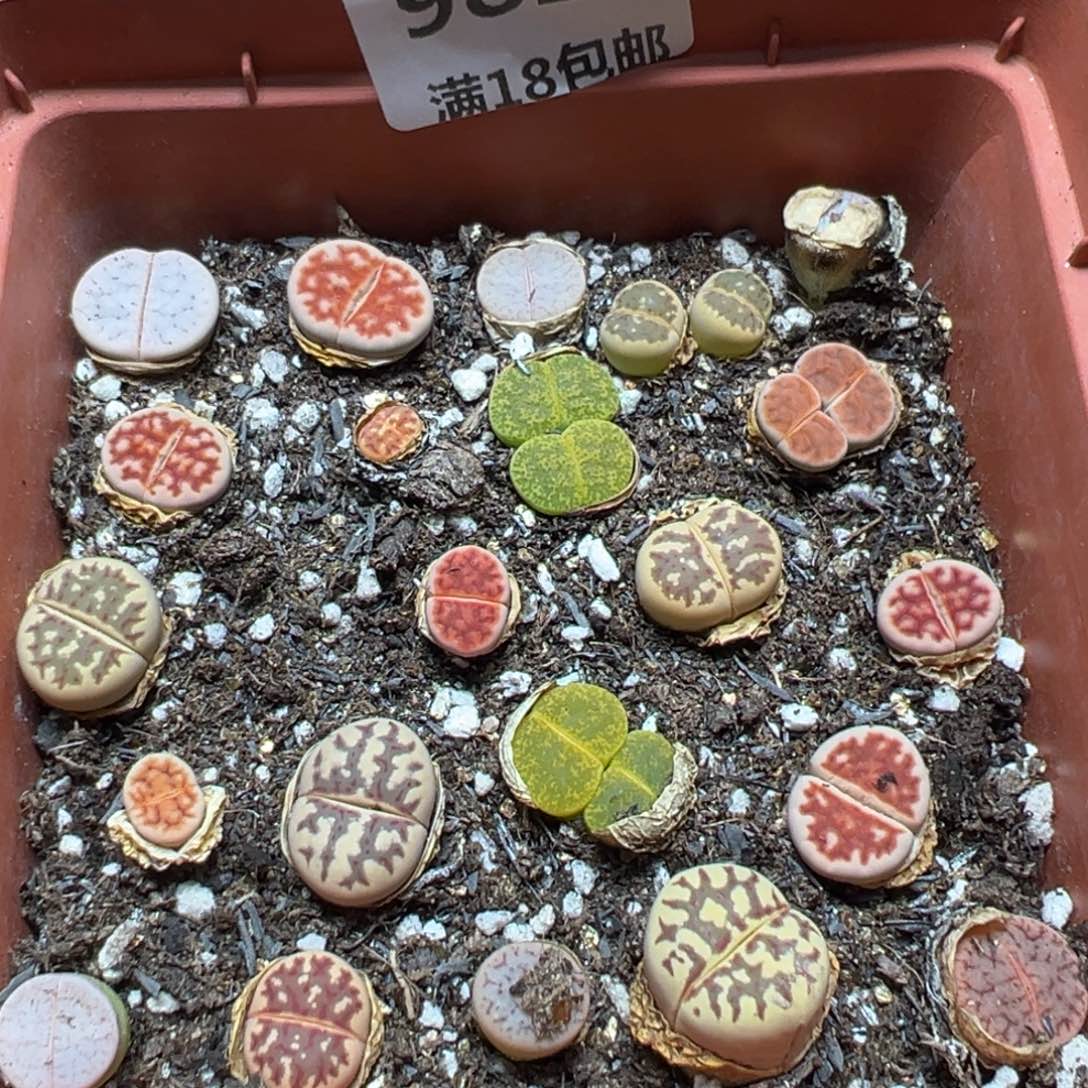 【闪购商品】 982。    