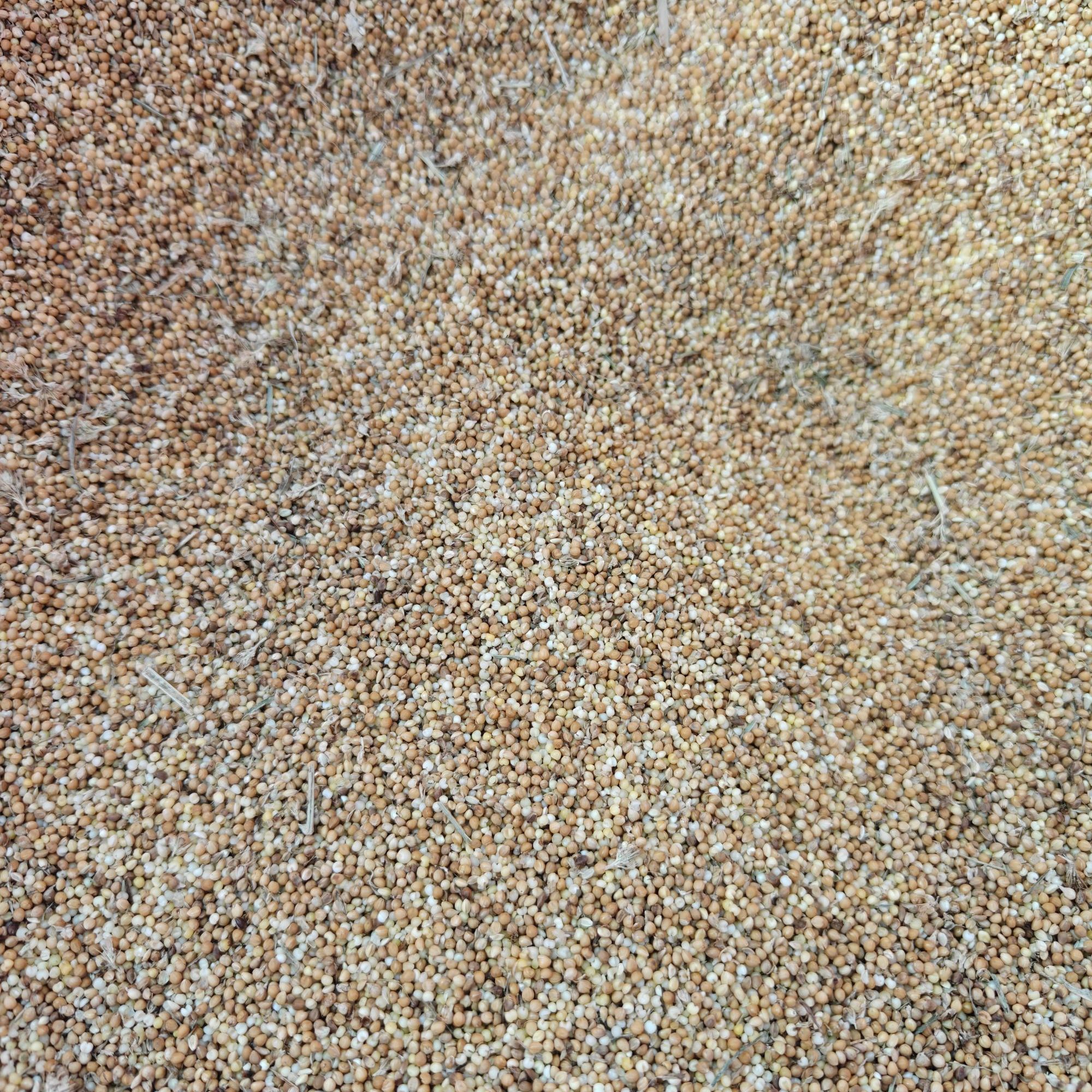 虎皮牡丹专用黄谷子鹦鹉鸟食玄凤文鸟带壳小米鸟粮