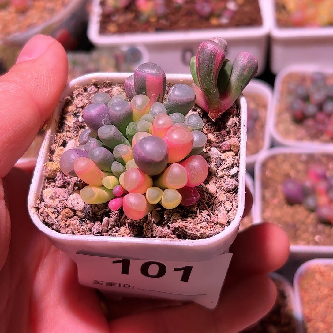 101号五十铃玉锦多肉植物锦一物一拍带盆土发货