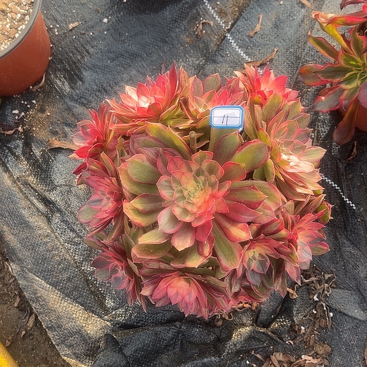 11黑魔法师多肉植物手捧