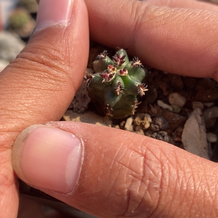 【闪购商品】短豪刺青花虾