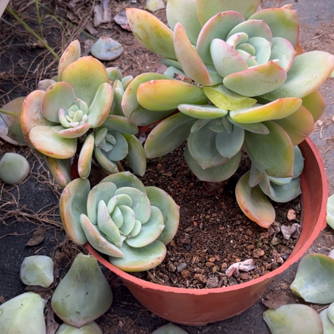 【闪购商品】无花朵洛*
