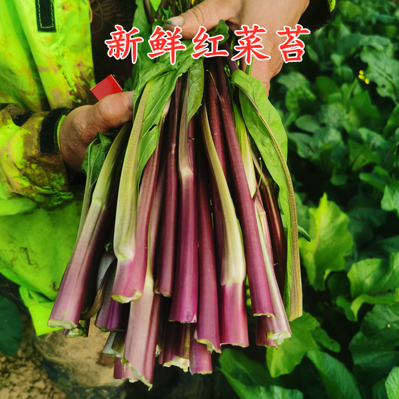 湖北红菜苔 红菜苔新鲜现摘 紫菜苔红菜薹菜苔子鲜嫩食用紫菜薹