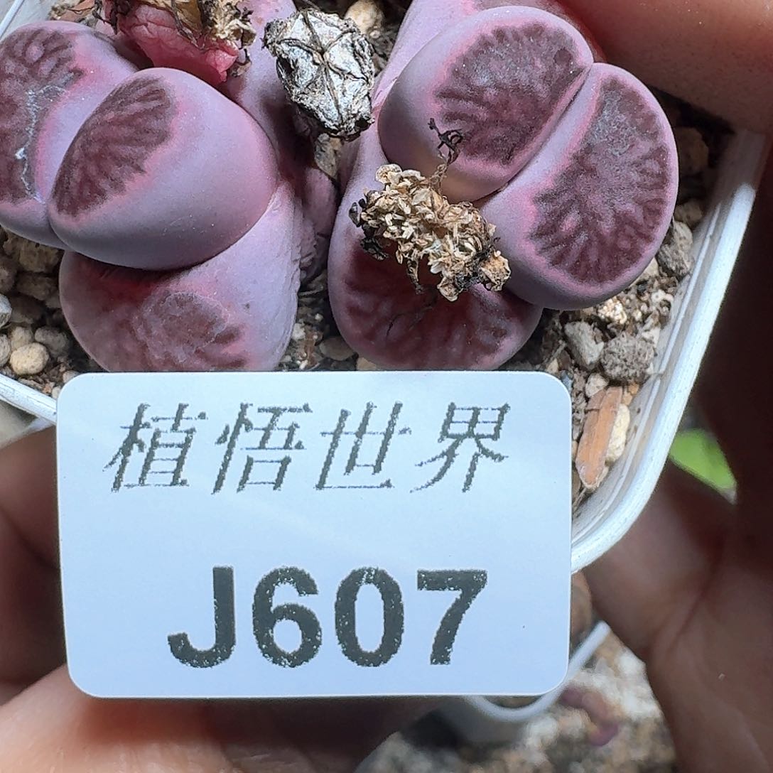 607号多肉植物哇f g