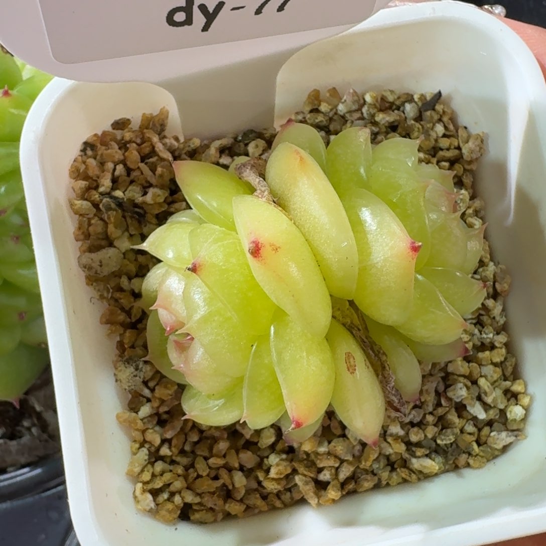 0127-077-灵耀珍妮双头