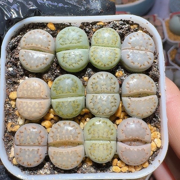 生石花11121。 饼干套。  135