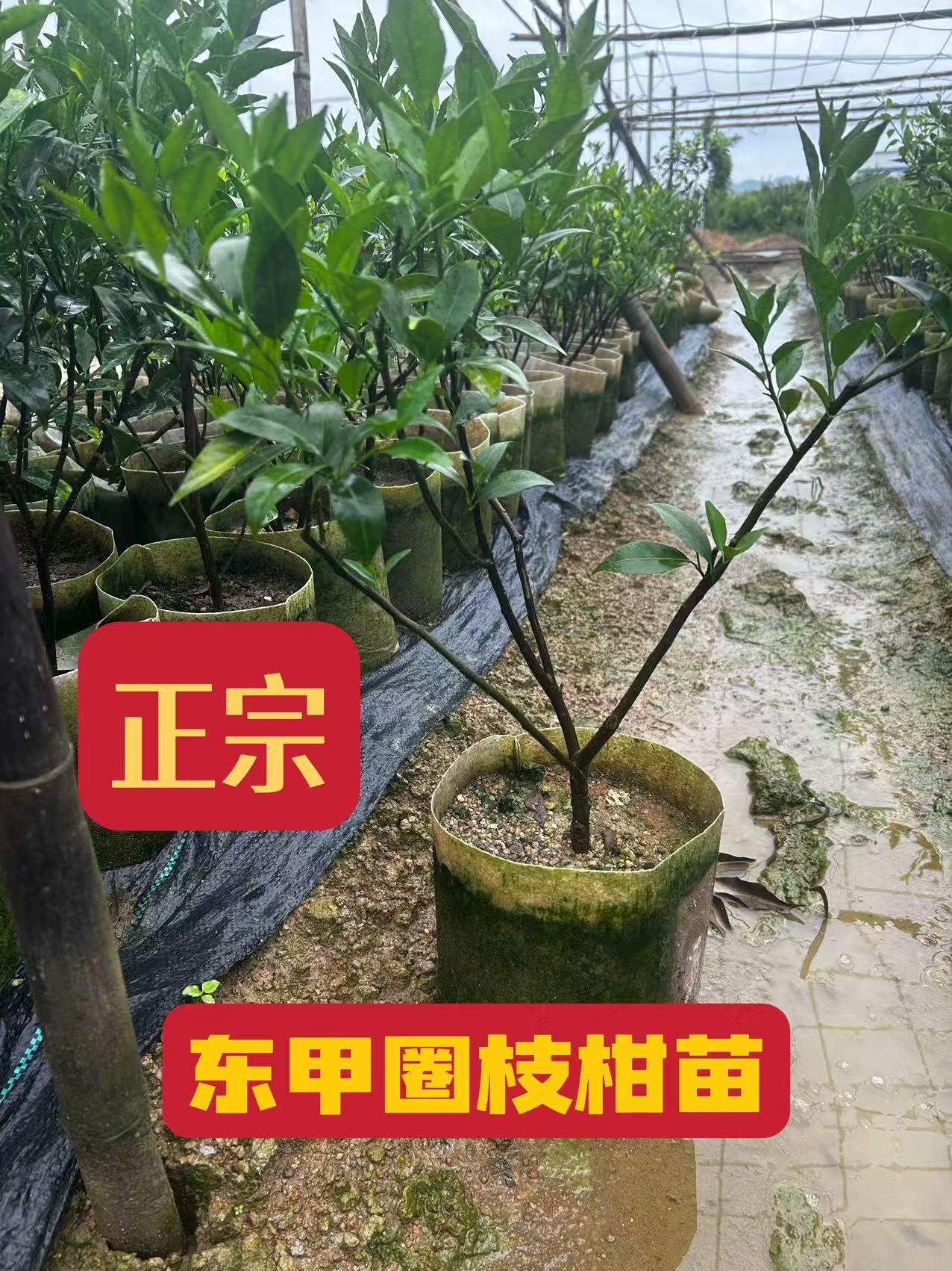 正宗东甲陈皮柑圈枝果树苗皮薄皮香新会区发货盆栽陈皮花园庭院
