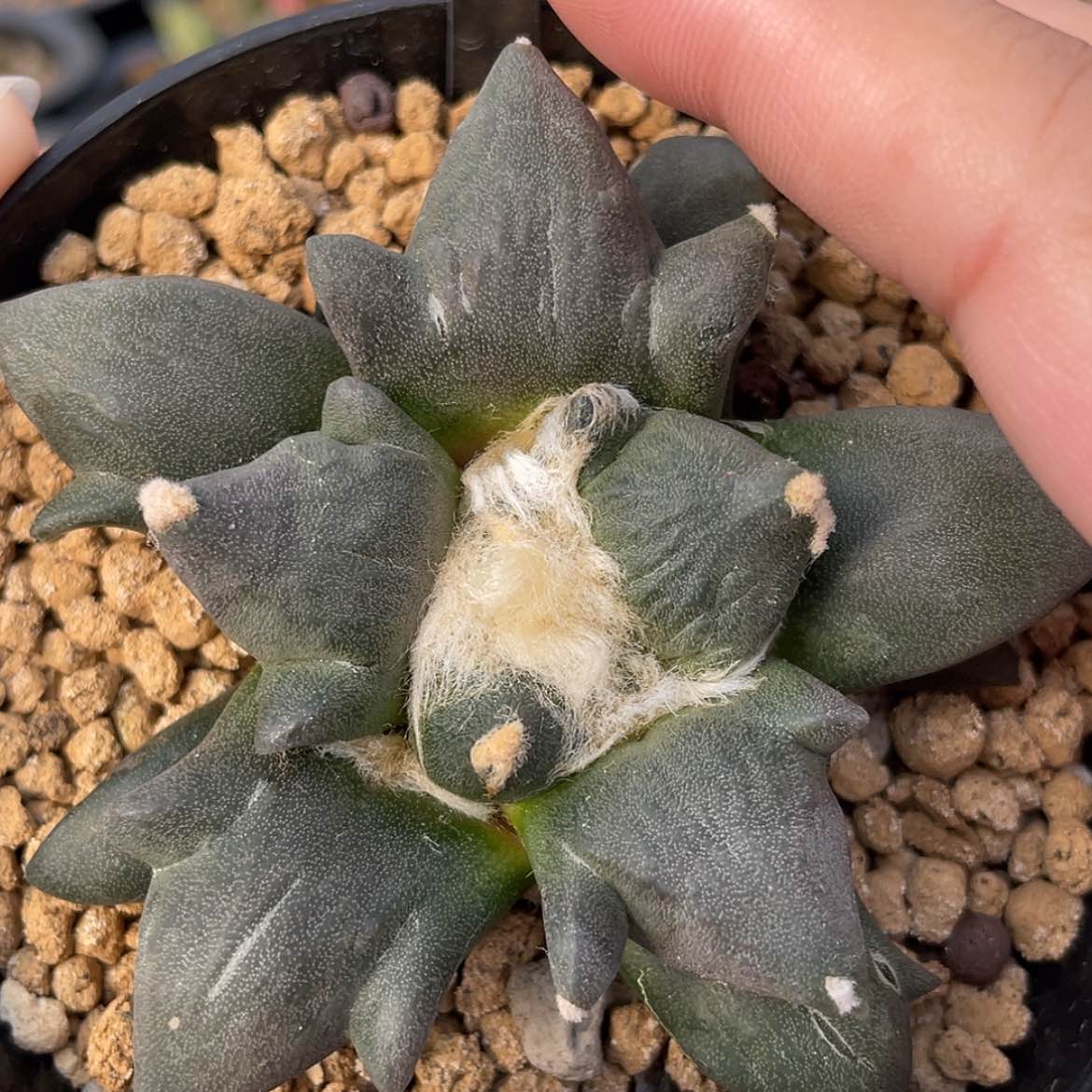 【闪购商品】实生小三指