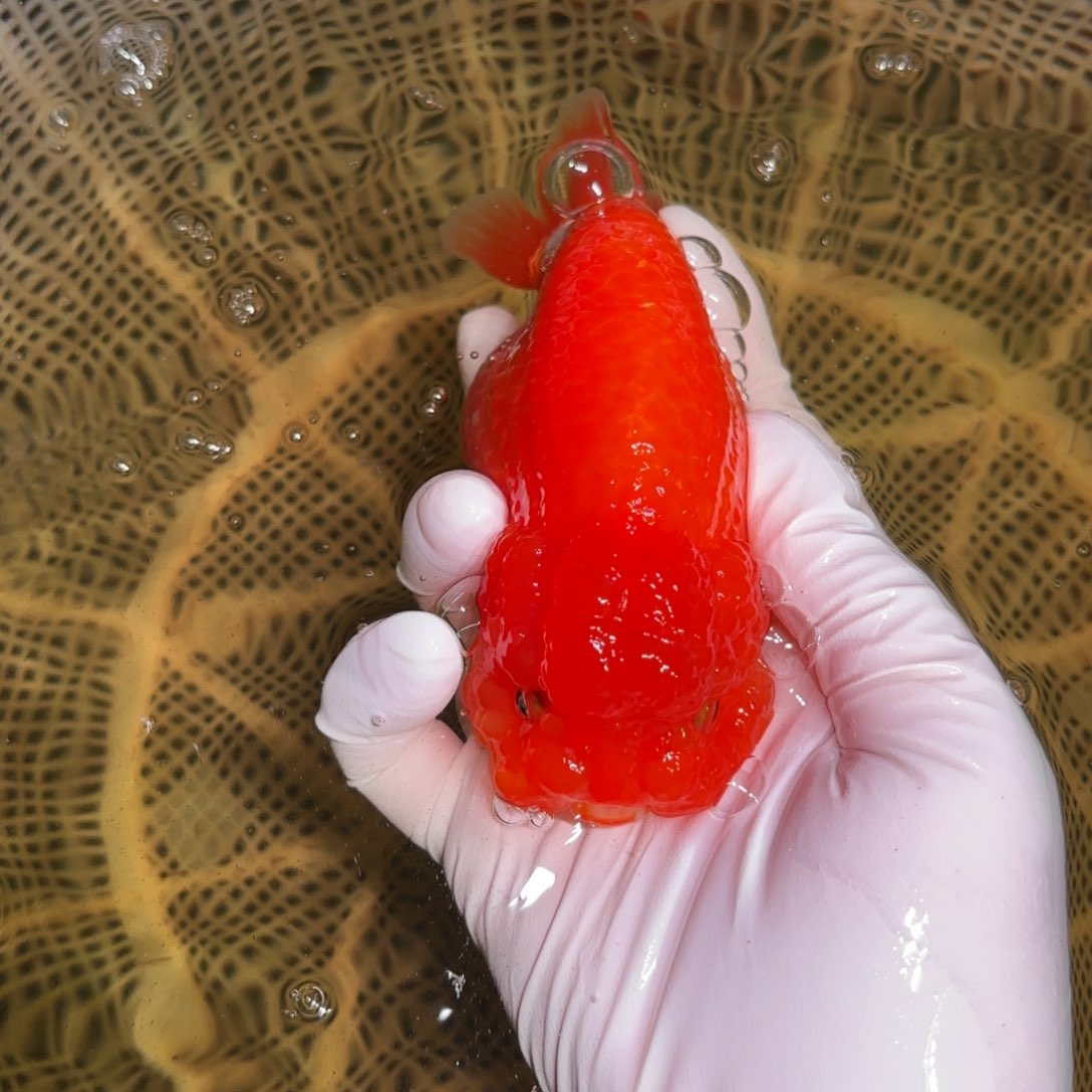 金鱼运费自理不包邮