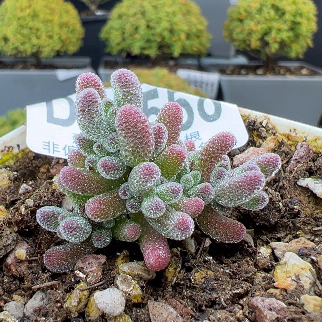 dy5558实生紫冰晶冠幅3cm