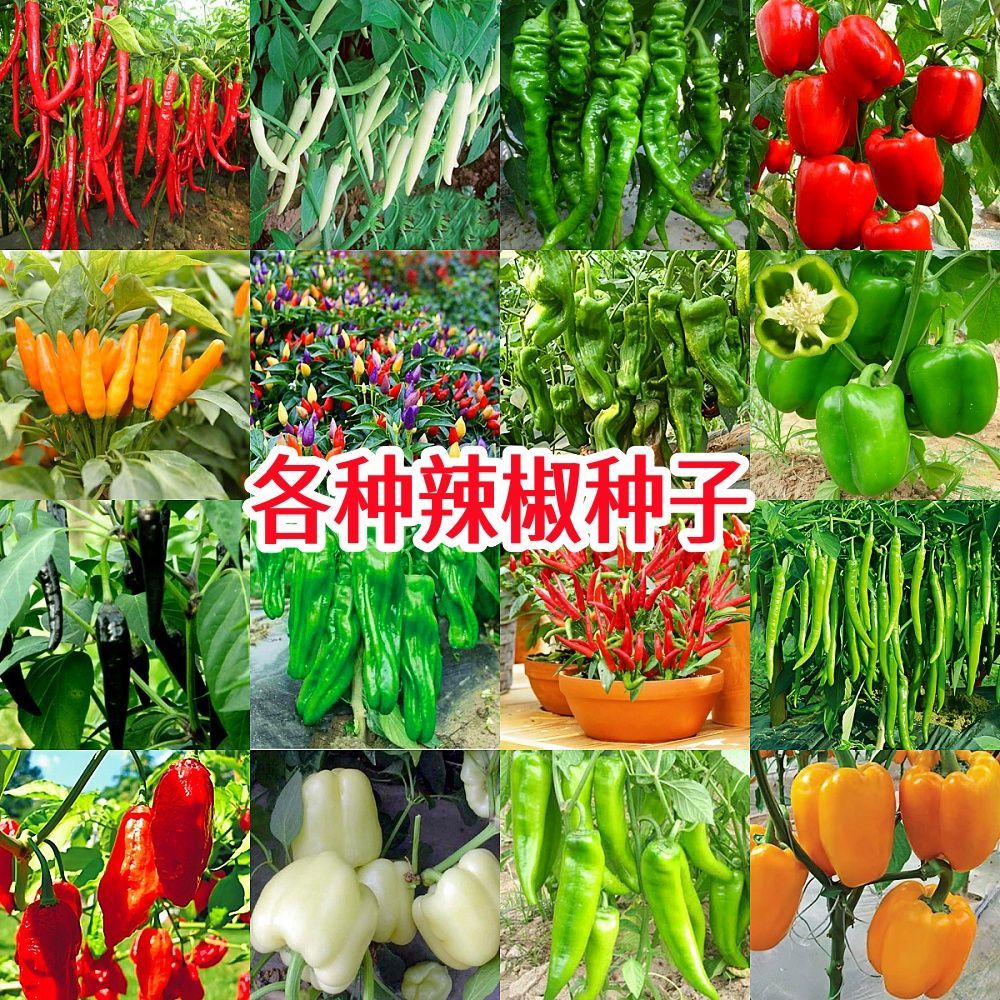 【辣椒种子大全】四季朝天椒螺丝椒薄皮青椒线椒高产阳台辣椒蔬菜籽