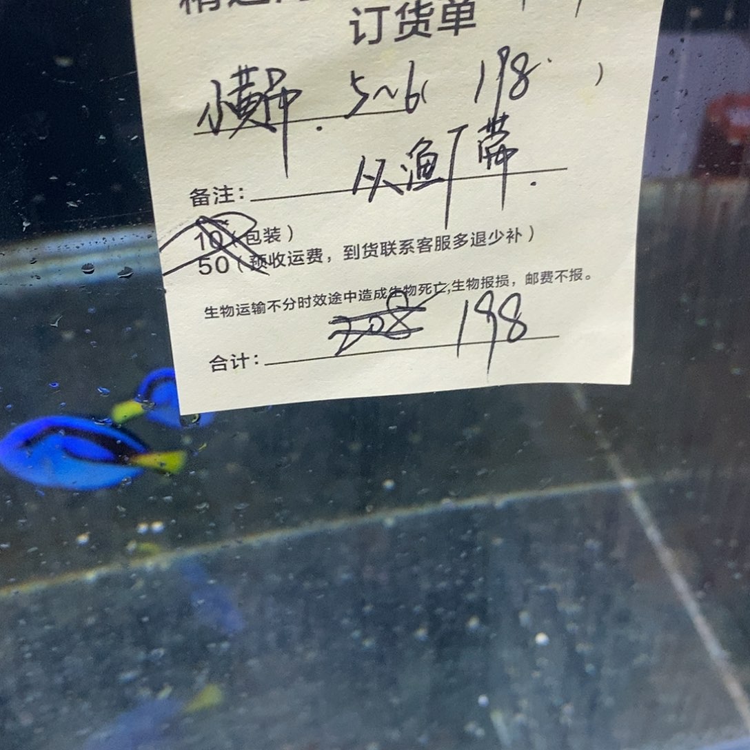 海水鱼小黄吊5～6公分
