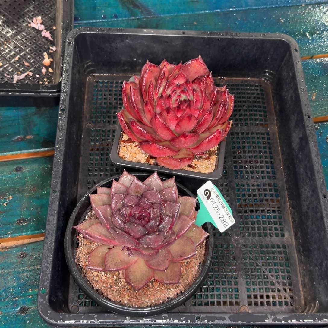 多肉一物一拍0125-288