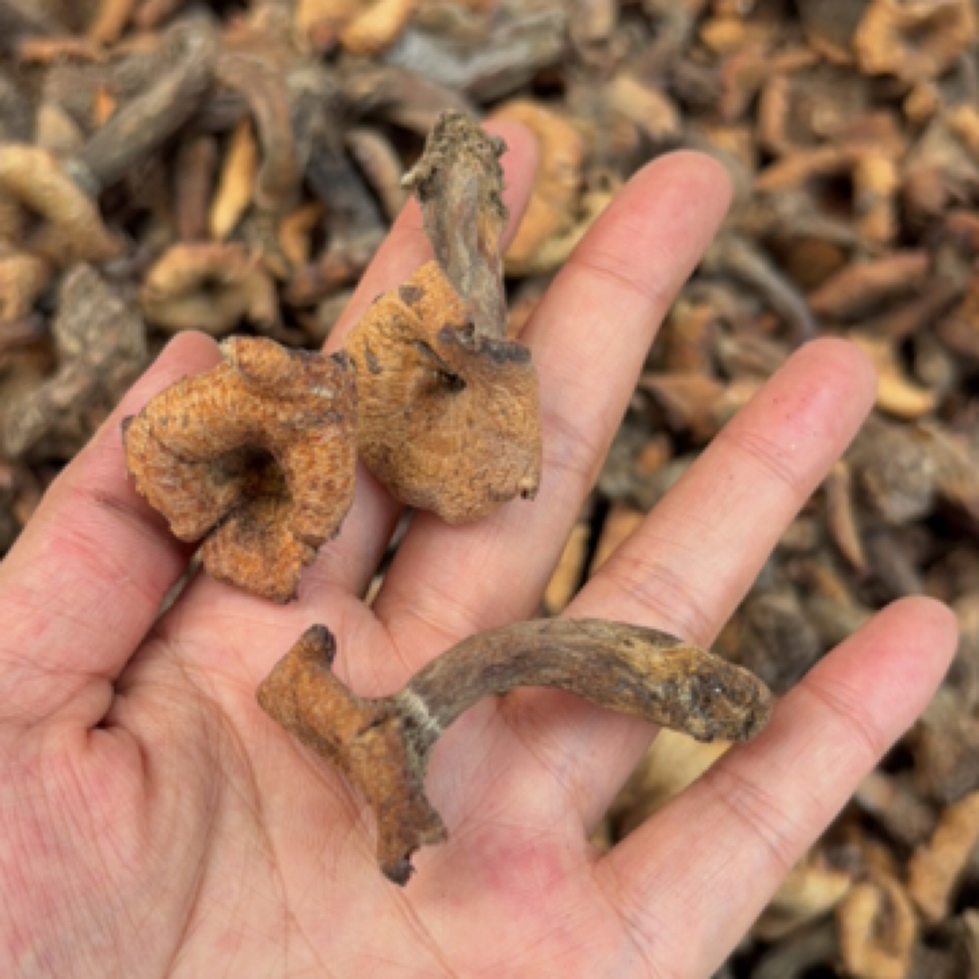 集市现收——枞树菌九月香松树菌干菌天然晾晒炖汤爆炒