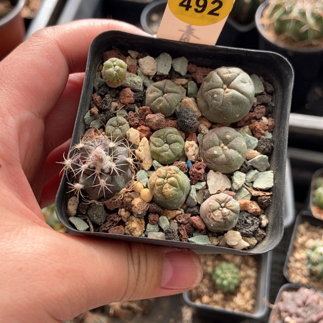 实生海鲜一盒打包36869085