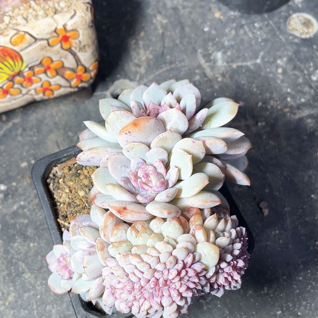 韩货塞莱斯特朵朵缀